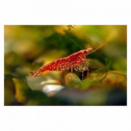 Пресноводная креветка "Красный огонь" (Neocaridina heteropoda var. Red) на фото