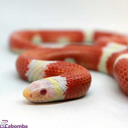 Молочная змея Нельсона "Albino"  Lampropeltis triangulum nelsoni var. "Albino" на фото