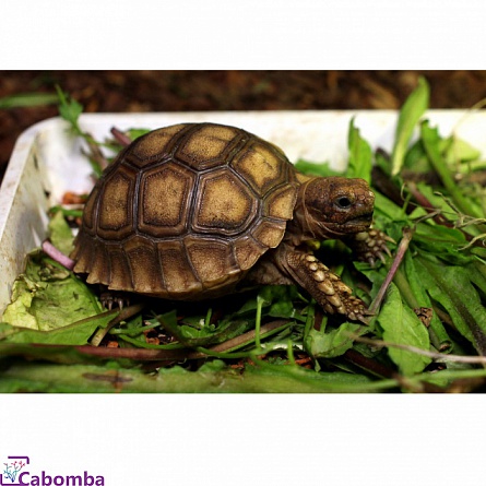 Черепаха шпороносная (с) "Geochelone sulcata" на фото