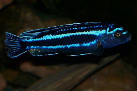 Меланохромис Йоханна Melanochromis johannii на фото