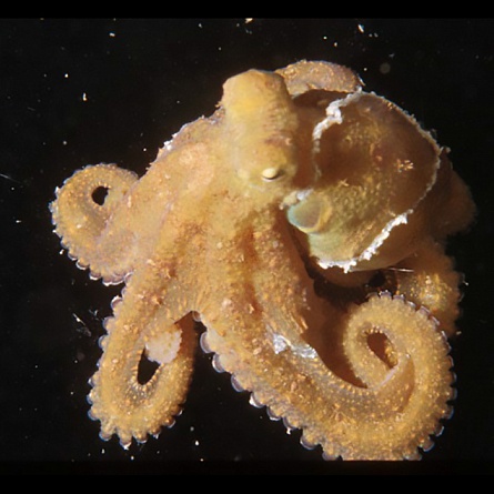 Осьминог коричневый (Octopus sp.) на фото