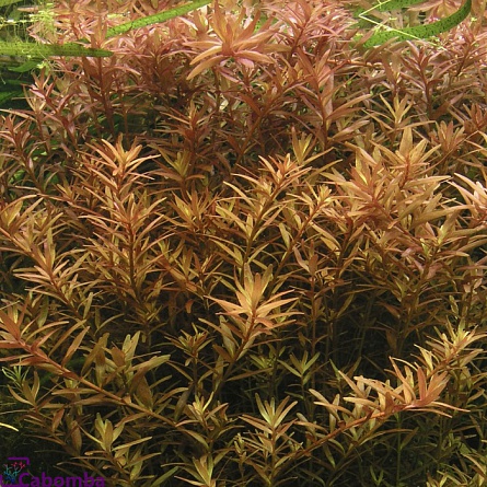 Ротала круглолистная "Rotala rotundifolia" (в пучке 10 шт) на фото