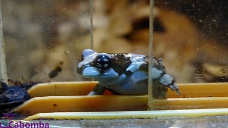 Квакша жабовидная "Trachycephalus resinifictrix" на фото