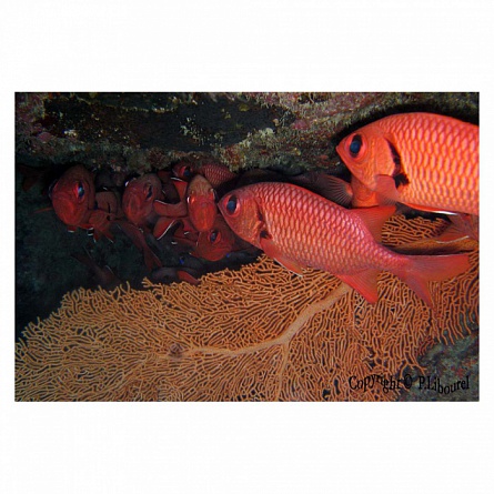 Рыба-солдат гексагона Myripristis hexagona Doubletooth soldierfish на фото
