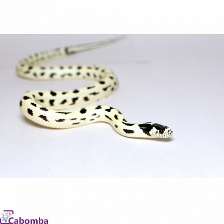 Королевская змея обыкновенная калифорнийская "High white spotted" Lampropeltis getula californiae "High white spotted" на фото