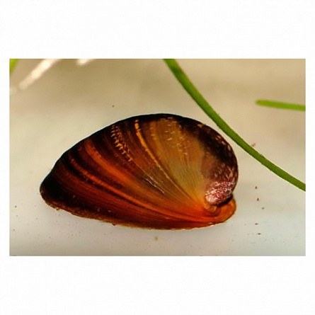 Пресноводная улитка красногубая (Neritina sp.) на фото