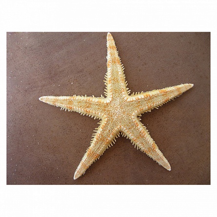 Звезда песчаная (Archaster typicus) на фото