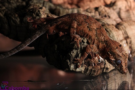 Геккон новокаледонский ушастый (самец) Rhacodactylus auriculatus на фото