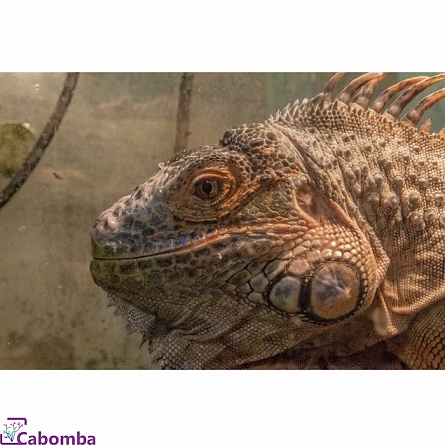 Обыкновенная игуана  “Farm Iguana iguana (с)”  на фото
