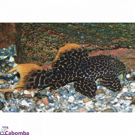 Псевдакантикус (Pseudacanthicus cf leopardus L114 - LDA007) на фото