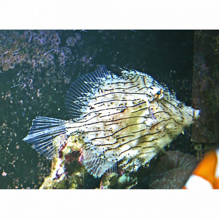 Хетодерма (Рыба-лист, Тряпичник) (Chaetodermis penicilligerus) на фото