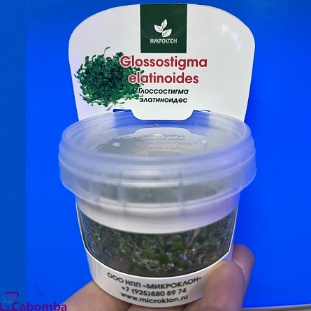 Глоссостигма элатиновидная меристемная Glossostigma elatinoides на фото