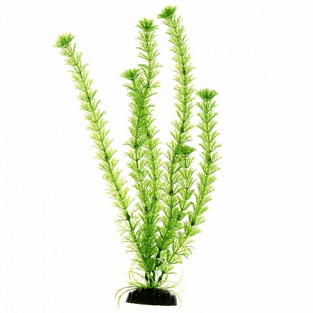 Декоративное растение для акваскейпинга "Амбулия" (40 см) фирмы PRIME на фото