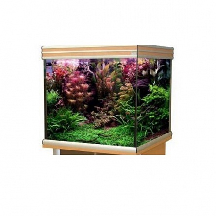 Кубический аквариум "EVASION" фирмы AQUATLANTIS (67*67*67 см/дуб отбеленный/270 литров)  на фото