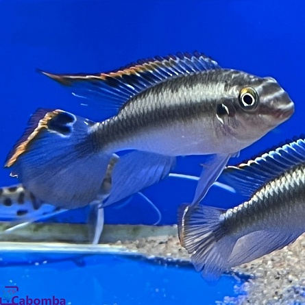 Пельвикахромис крибенсис "Красный Камерун" Pelvicachromis pulcher "Red Cameroon" на фото