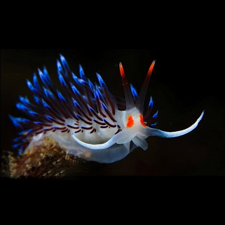 Моллюск голожаберный (Nudibranchia Gen.sp.) на фото