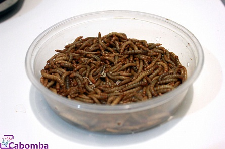 Мучной червь “Tenebrio molitor “ личинка мучного хрущака (1кг)  на фото