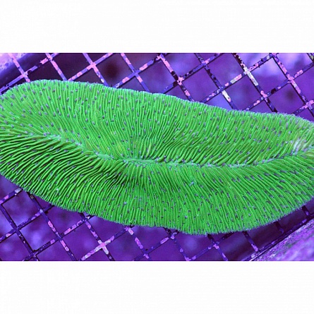 Полифиллия кротовидная зеленая (тальпина) Polyphyllia talpina на фото
