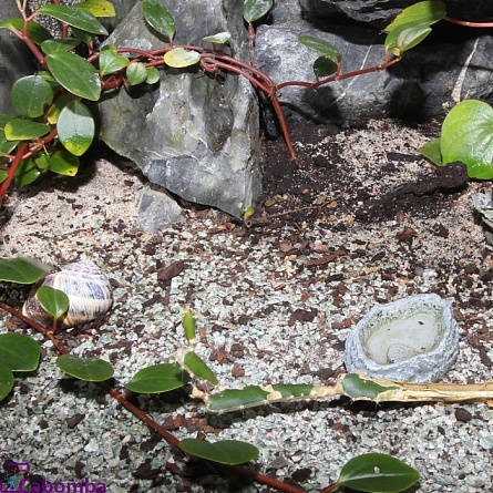 Кормушка-поилка в виде серого камня "Reptil Bar GREY S" фирмы JBL (9х7.5х1.5 см)  на фото