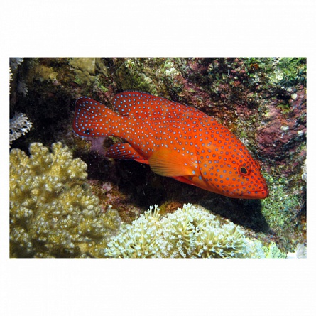Групер красный коралловый на фото