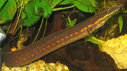 Мастацембелус краснополосый Mastacembelus erythrotaenia на фото