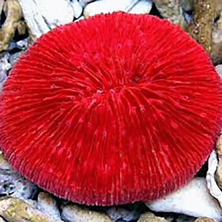 Фунгия красная, Коралл грибовидный, (Fungia sp.) на фото
