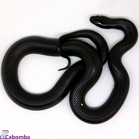 Королевская змея черная (самец) Lampropeltis getula nigrita на фото