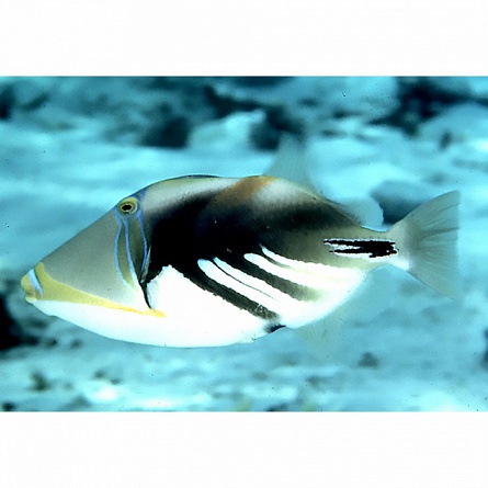 Спинорог Пикассо колючий акулеатус (Rhinecanthus aculeatus) на фото