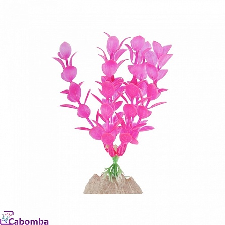 Растение  GLOFISH розовое флуоресцентное 15 см на фото