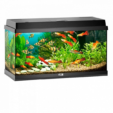 Прямоугольный аквариум REKORD 800 фирмы JUWEL (81x36x45 см/черный/110 л) на фото