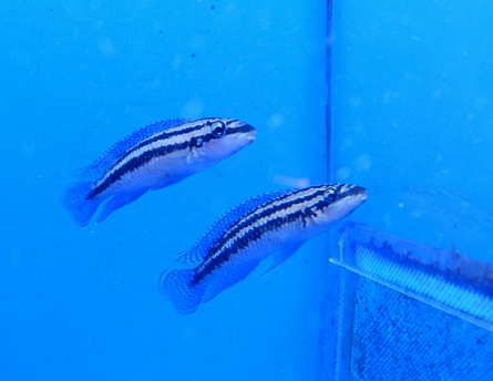 Юлидохромис Дикфельда Julidochromis dickfeldi на фото