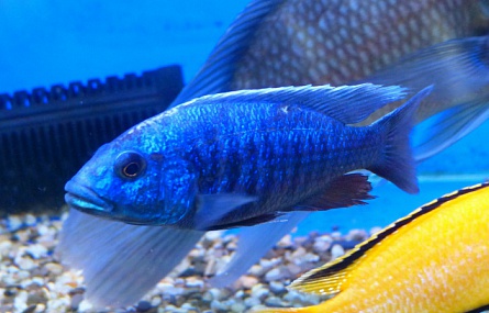 Хаплохромис васильковый Sciaenochromis ahli (Haplochromis ahli) на фото