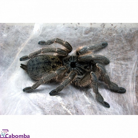 Птицеед цератогирус дарлинги (паук-бабуин рогатый) "Ceratogyrus darlingi" на фото